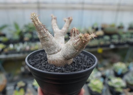 パキポディウム マカイエンセ　Pachypodium makayense　No.6