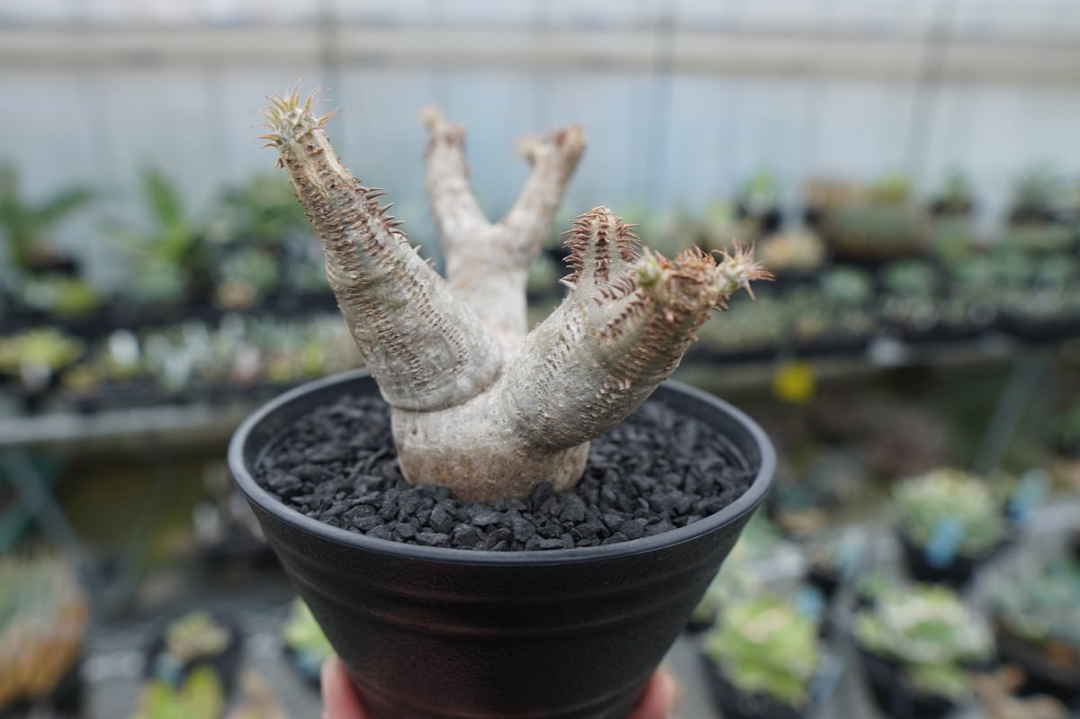 塊根植物 パキポディウム マカイエンセPachypodium Makayense パキポディウム マカイエンセ Pachypodium makayense No.6 | man
