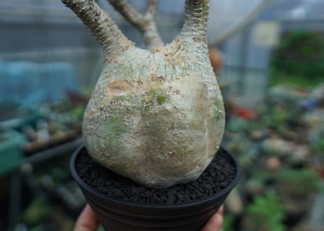 パキポディウム　グラキリス　 Pachypodium Gracilius  No.4