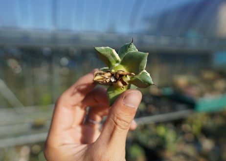 【抜き苗】アガベ　クリームスパイク　Agave Cream Spike