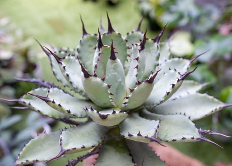 Agave macroacantha x Potatorum　大　超短葉