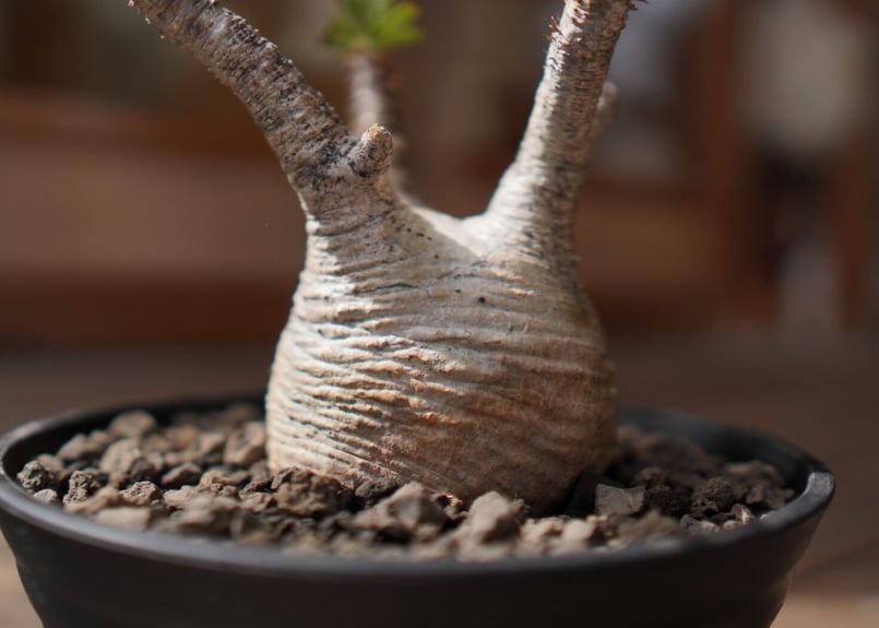 パキポディウム グラキリス Pachypodium Gracilius | mana's f