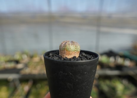ユーフォルビア　オベサブロー　Euphorbia ObesaBlow