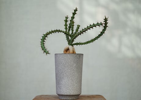 Euphorbia knuthii