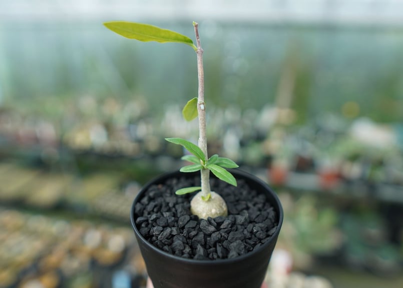 フォッケア エデュリス Fockea edulis | mana's farm:塊根植物・アガ