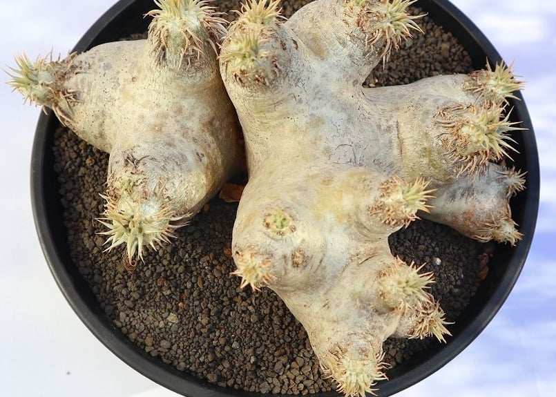 パキポディウム エブレネウム no.2 | mana's farm:塊根植物・アガベ