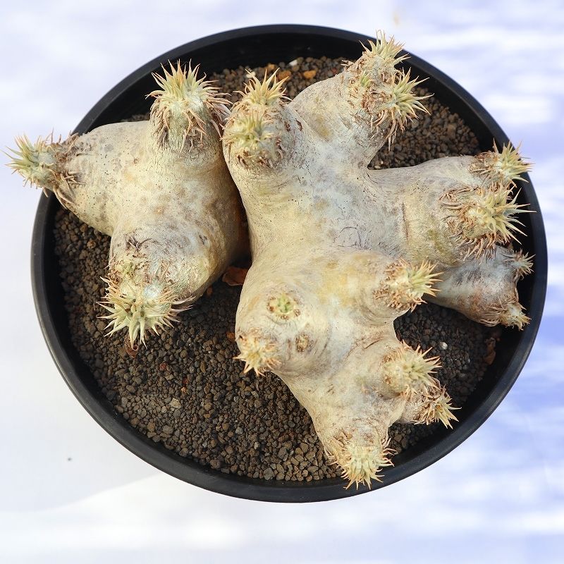 パキポディウム エブレネウム no.2 | mana's farm:塊根植物・アガベ