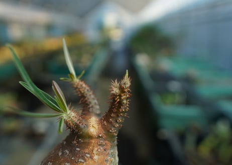 パキポディウム　グラキリス　 Pachypodium Gracilius  No.4
