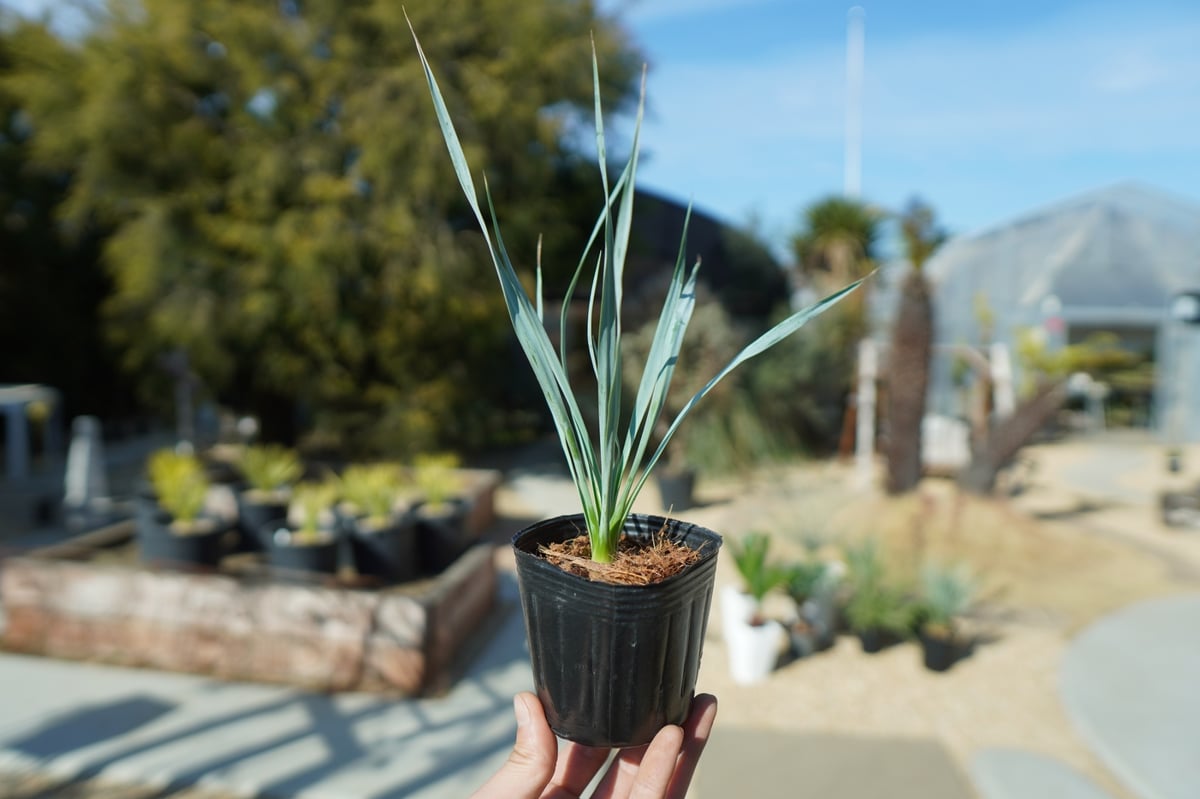 ユッカロストラータver.ロスト　1 ユッカ ロストラータ No.1 | mana's farm:塊根植物・アガベ・ドライ