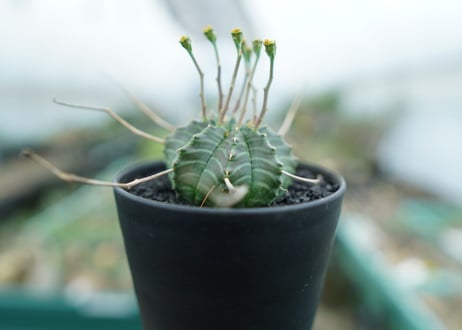 ユーフォルビア　バリダ　Euphorbia valida
