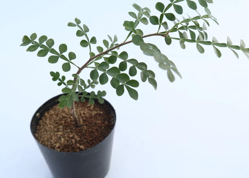 実生8年　オペルクリカリア　デカリー オペルクリカリア デカリー（実生） | hanayoshi-botanical