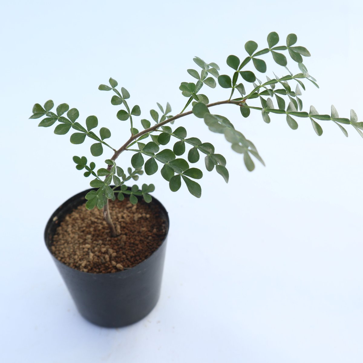 オペルクリカリアデカリー　実生 オペルクリカリア・デカリーの基本情報・育て方｜多肉植物