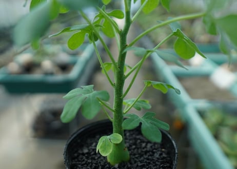 アデニア　グラウカ　Adenia glauca  No.8
