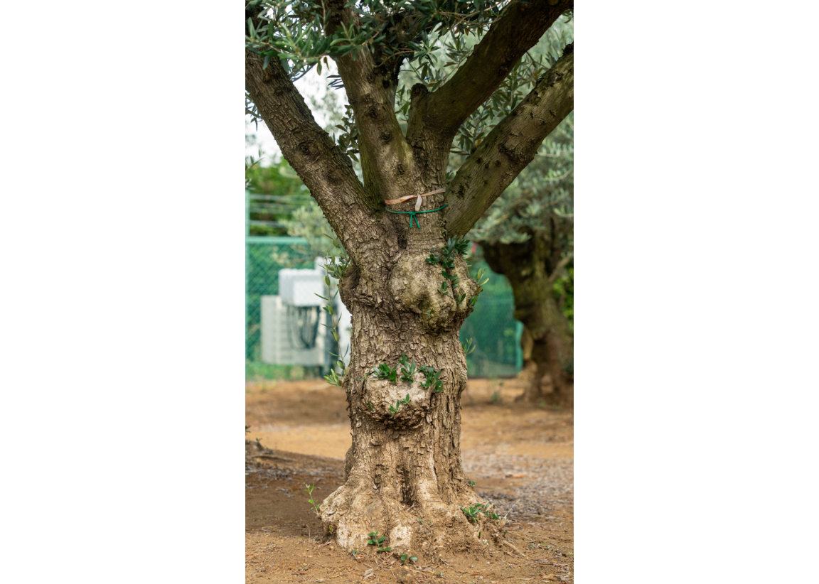 非公開農園・代表選抜】太枝が残る希少原木樹形｜最高級 輸入古木