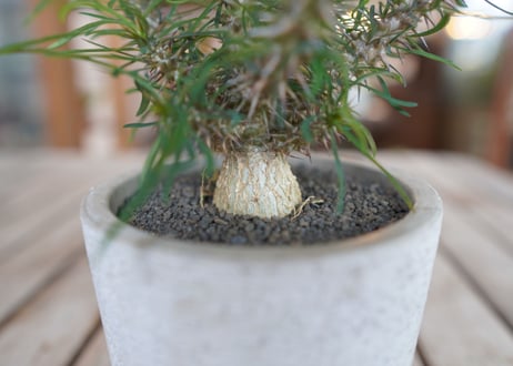 ユーフォルビア　 ロッシー Euphorbia rossii