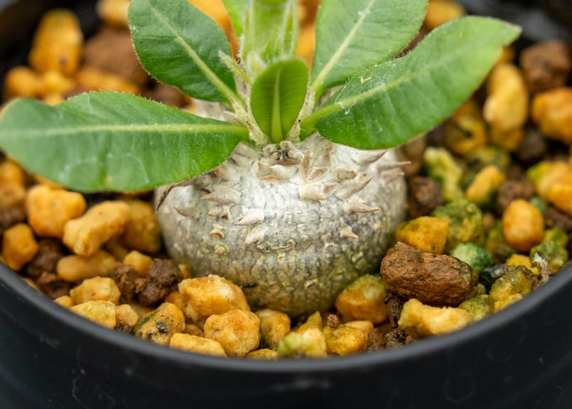 パキポディウム ブレビカウレ | mana's farm:塊根植物・アガベ・ドライ