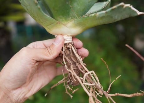 Agave titanota 白鯨 D NO.2