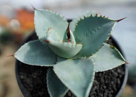 アガベ　ドラゴントゥース　Agave Dagontoes　No.1