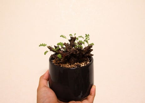 ペラルゴニウム　アルテルナンス　Pelargonium alternans
