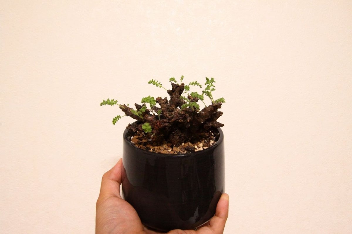 パリー 実生 大株50cm 仰々しい ネオメキ
