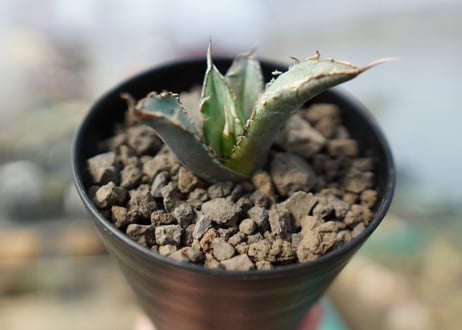 アガベ　チタノタ　 ブラックアンドブルー 　Agave titanota black and blue No.1