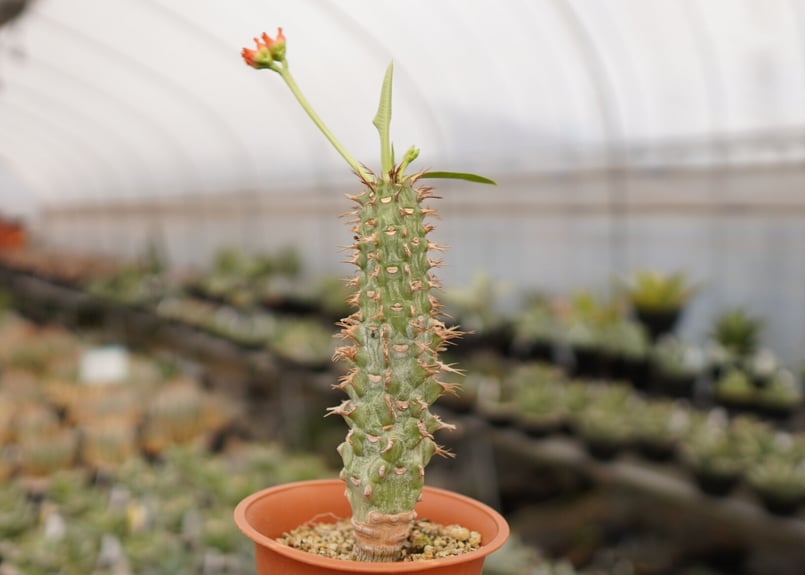Flower Season Copiapoa Saffron 植物天国 塊根植物 Flower Season