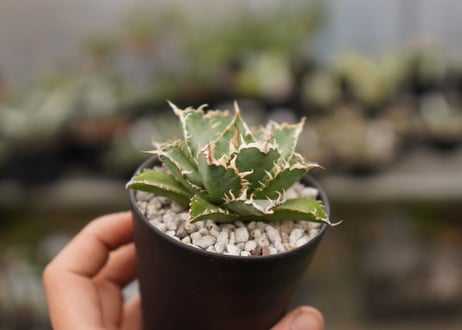 agave titanota　フィリグリー  NO.2