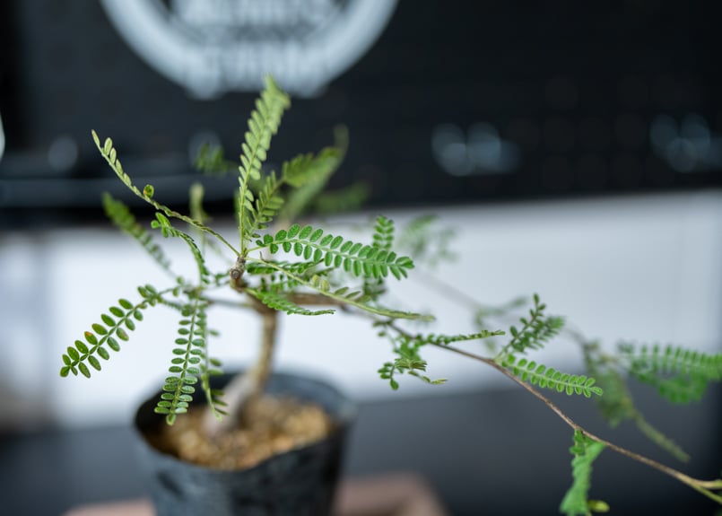 オペルクリカリア ヒファエノイデス | mana's farm:塊根植物・アガベ