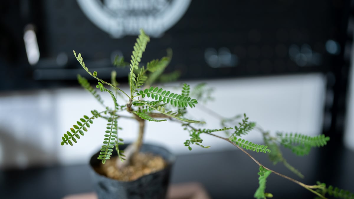 オペルクリカリア ヒファエノイデス | mana's farm:塊根植物・アガベ