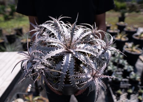 CATEGORY ディッキア | mana's farm:塊根植物・アガベ・ドライガーデン