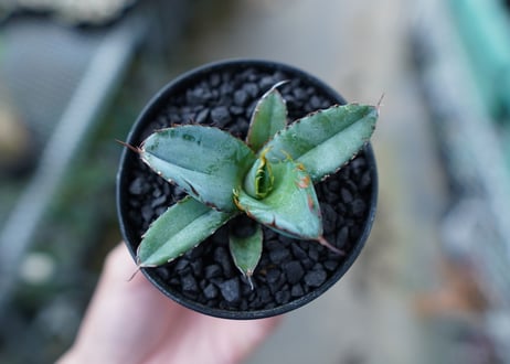 アガベ　チタノタ　 ブラックアンドブルー 　Agave titanota black and blue　No.10