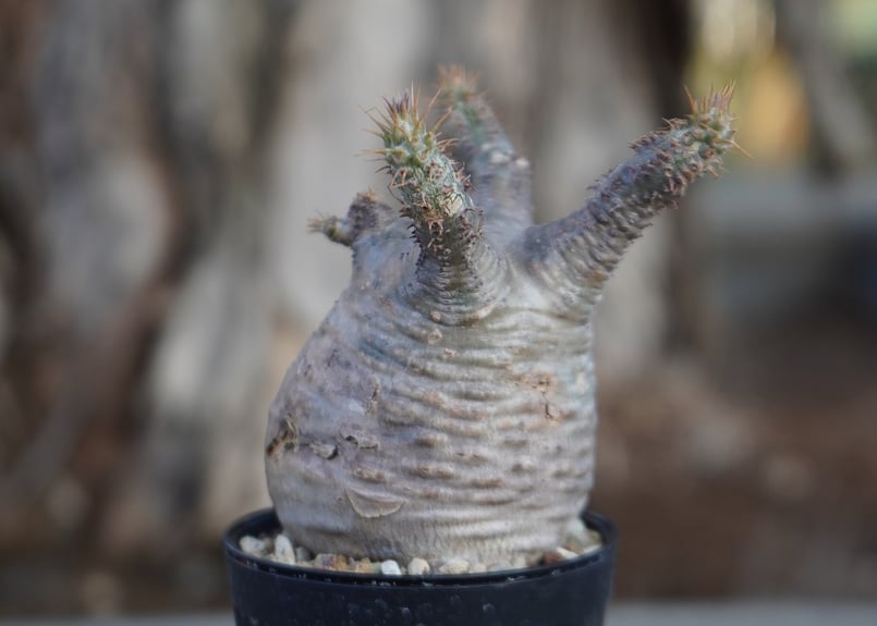 パキポディウム グラキリス No.10 | mana's farm:塊根植物・アガベ