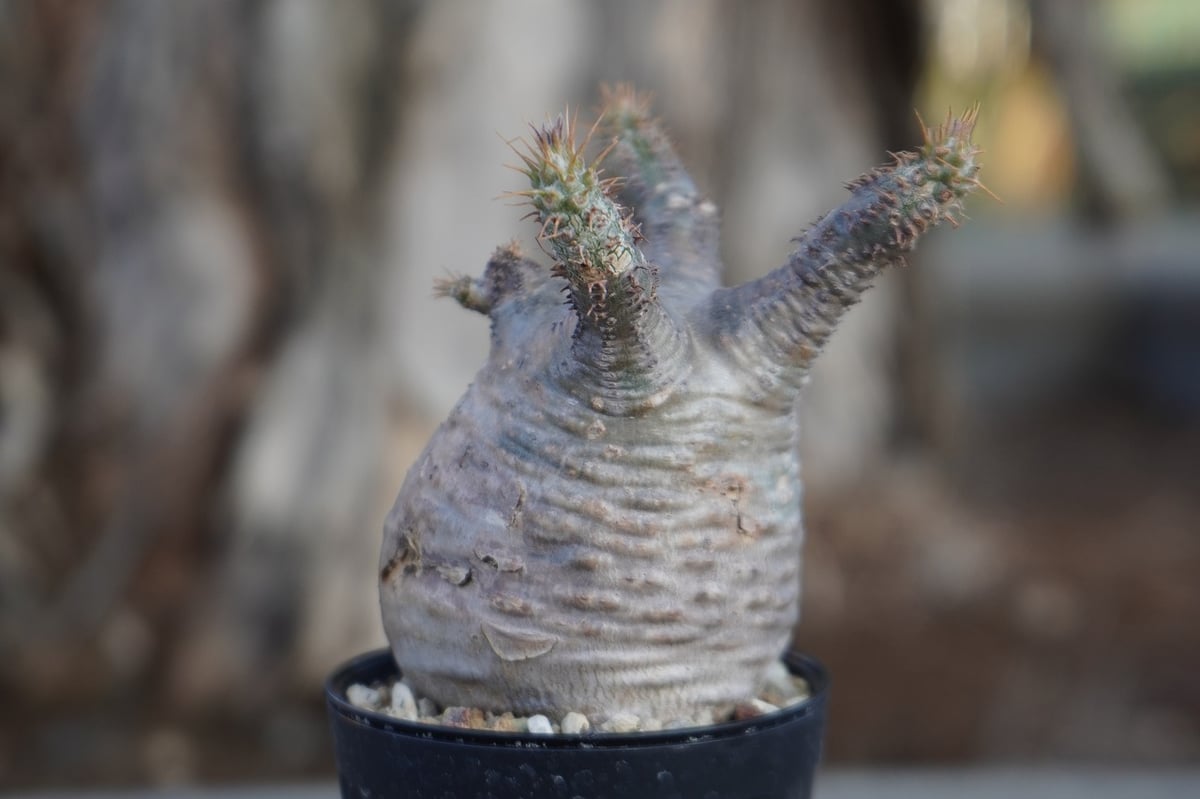 パキポディウム グラキリス No.10 | mana's farm:塊根植物・アガベ