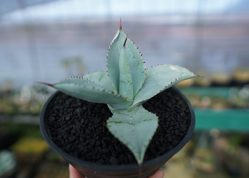 アガベ ドラゴントゥース Agave Dagontoes No.5 | mana's farm