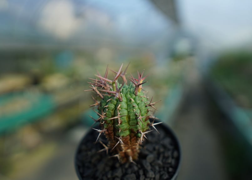 ユーフォルビア 群星冠 Euphorbia stellispina No.1 | mana'