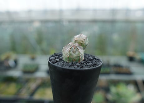 ユーフォルビア　オベサブロー　Euphorbia ObesaBlow  No.2