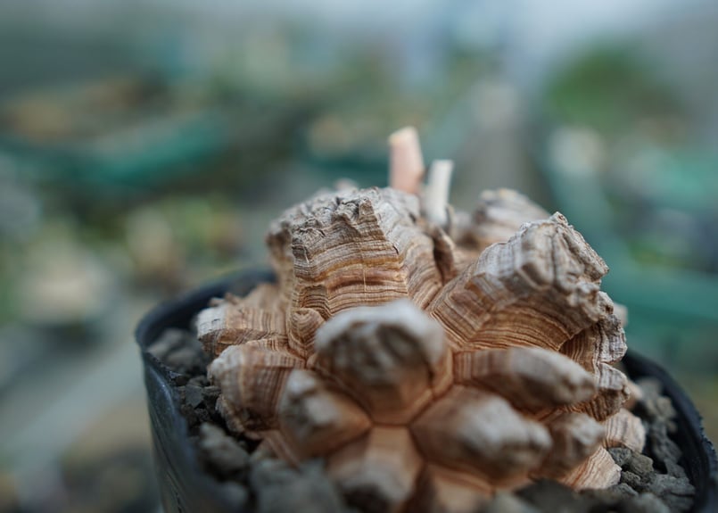 長谷川園芸産】亀甲竜 Dioscorea elephantipes No.4 | mana'