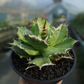 絶対損しない！初めてのアガベにオススメな株をアップします