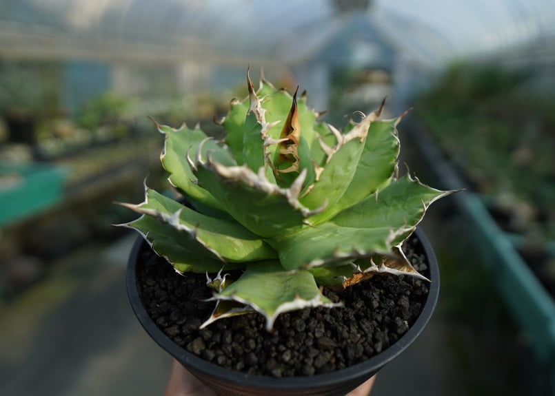 アガベFO-76 ノーネームオテロイチタノタ