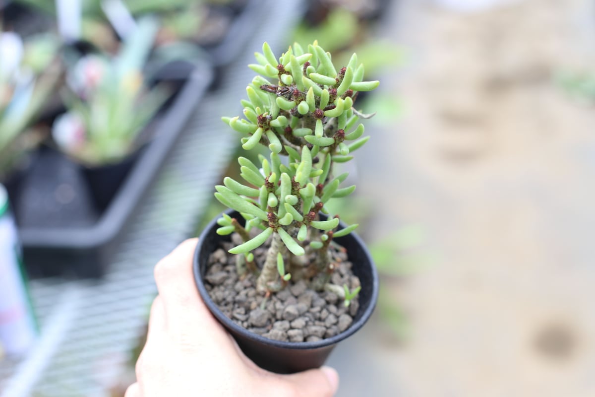 チレコドン　ブッコルジアヌス チレコドン ブッコルジアヌス／Tylecodon buchholzianus no.