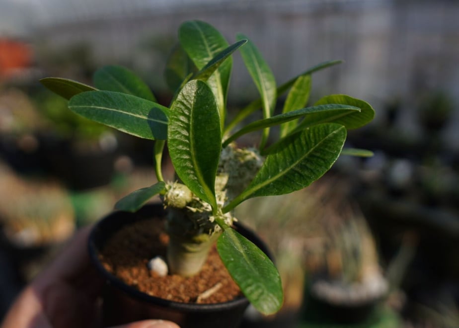 62c7dff1d858746d684c8a27