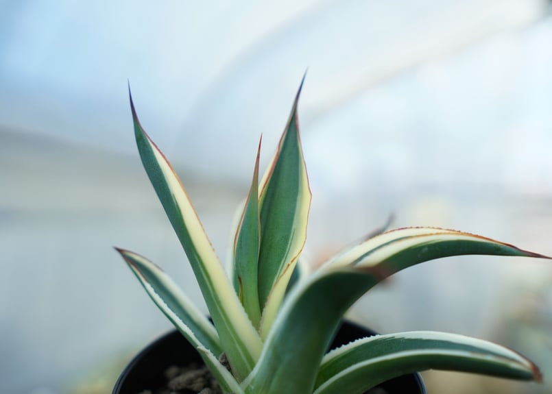 アガベ ブルーグロー錦 Agave Blue Glow | mana's green:塊根植物 アガベ ブルーグロー錦 Agave Blue Glow | mana's green:塊根植物