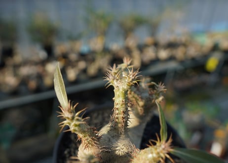 パキポディウム マカイエンセ　Pachypodium makayense　No.7