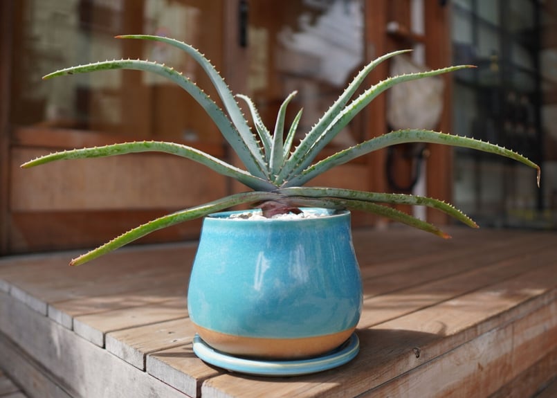 アロエ スプラフォリアータ Aloe suprafoliata | mana's farm:塊