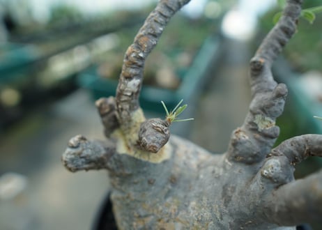 パキポディウム　グラキリス　 Pachypodium Gracilius  No.1