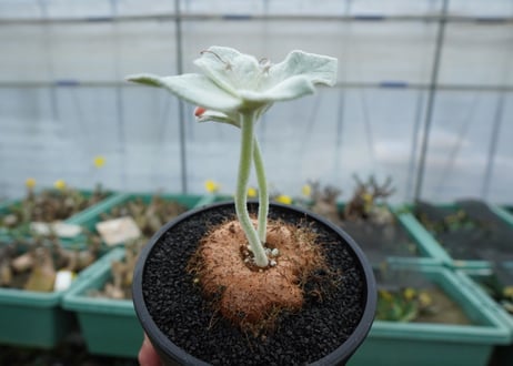 シンニンギア　断崖の女王　Sinningia leucotricha