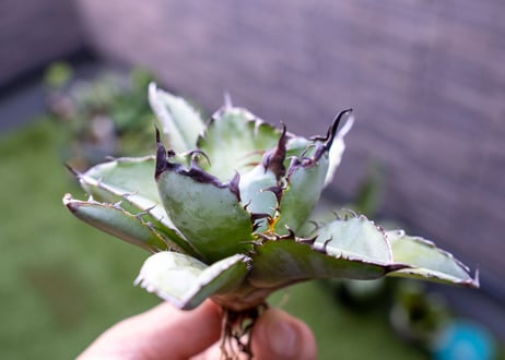 Agave B&B C NO.4 (G)