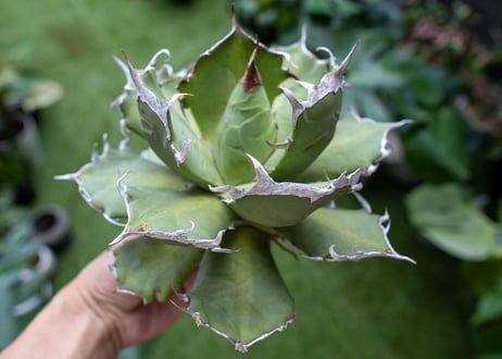 Agave titanota Xuefeng 雪峰　レア品種