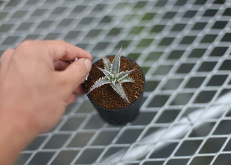 dyckia Nagas