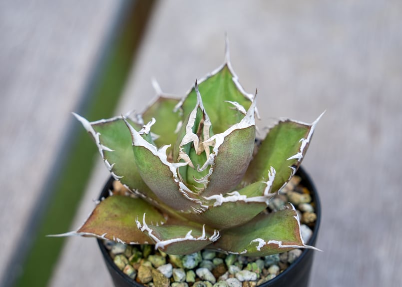 アガベ チタノタ FO-76 NO.1 | mana's farm:塊根植物・アガベ・ドライガ